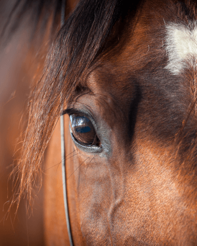 Shop Calming & Focus