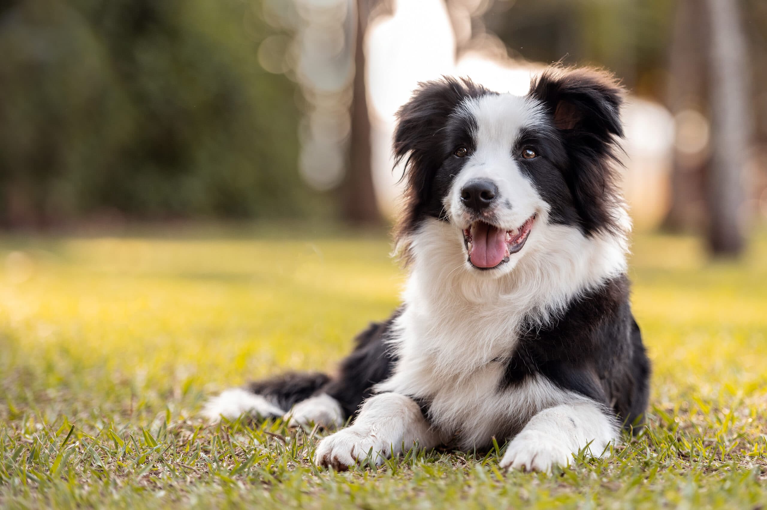 Australian Shepherd smiling