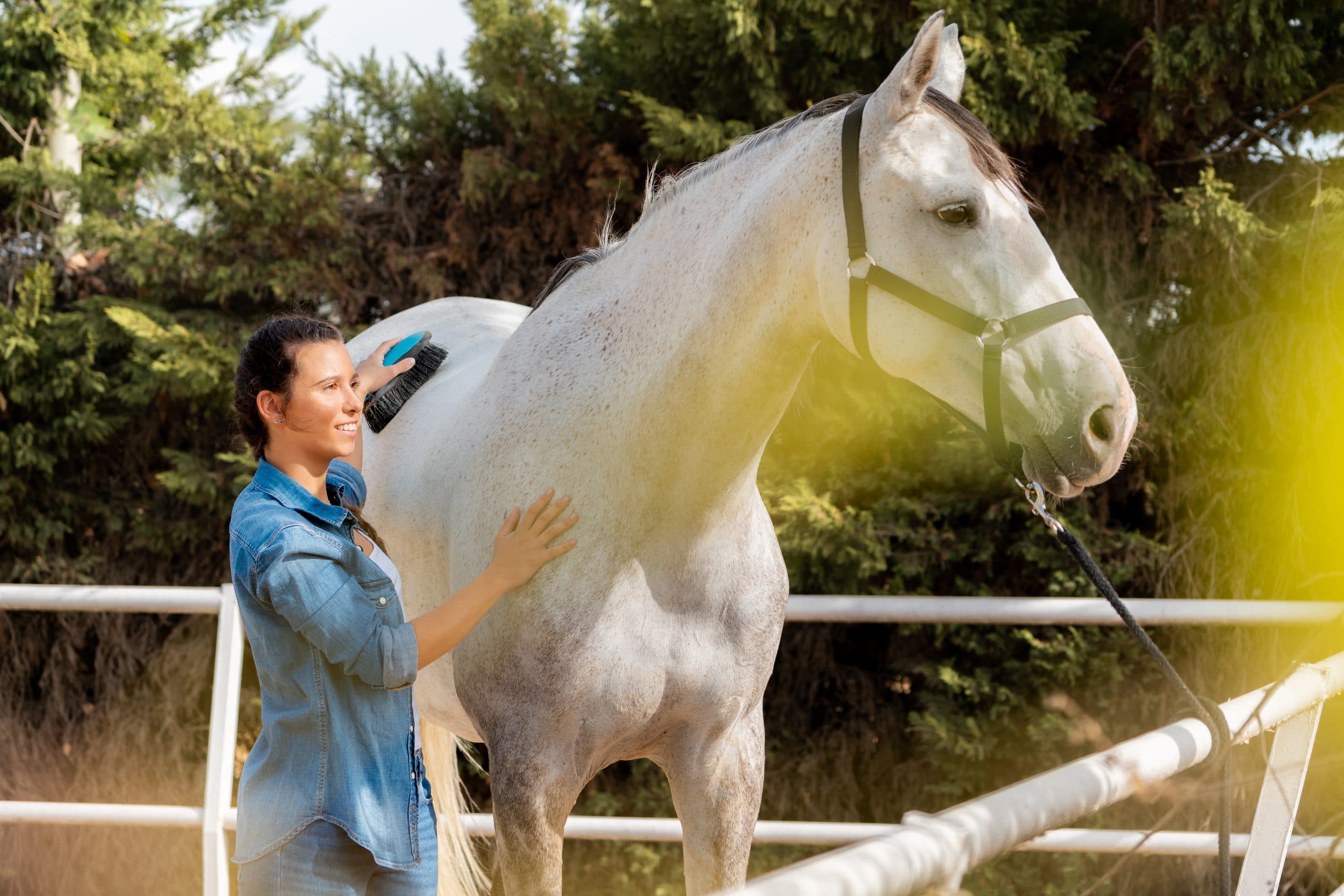 Cushing’s Disease in Horses: Managing Symptoms Using CBD
