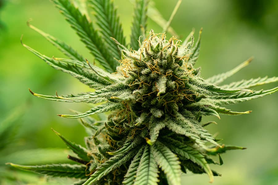 Blooming cannabis ready for extraction