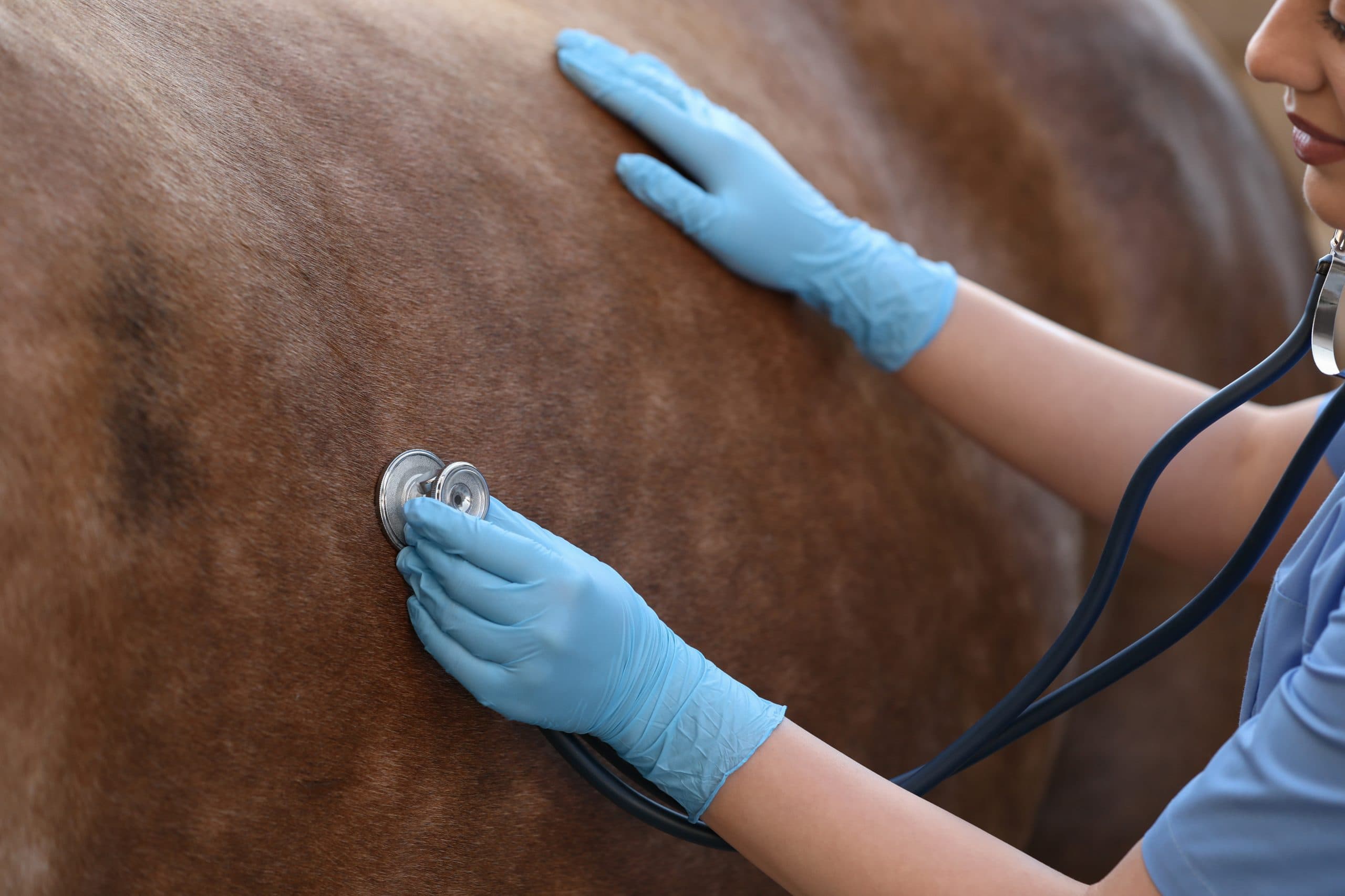 Gut Health for Horses: The Surprising Benefits of CBD