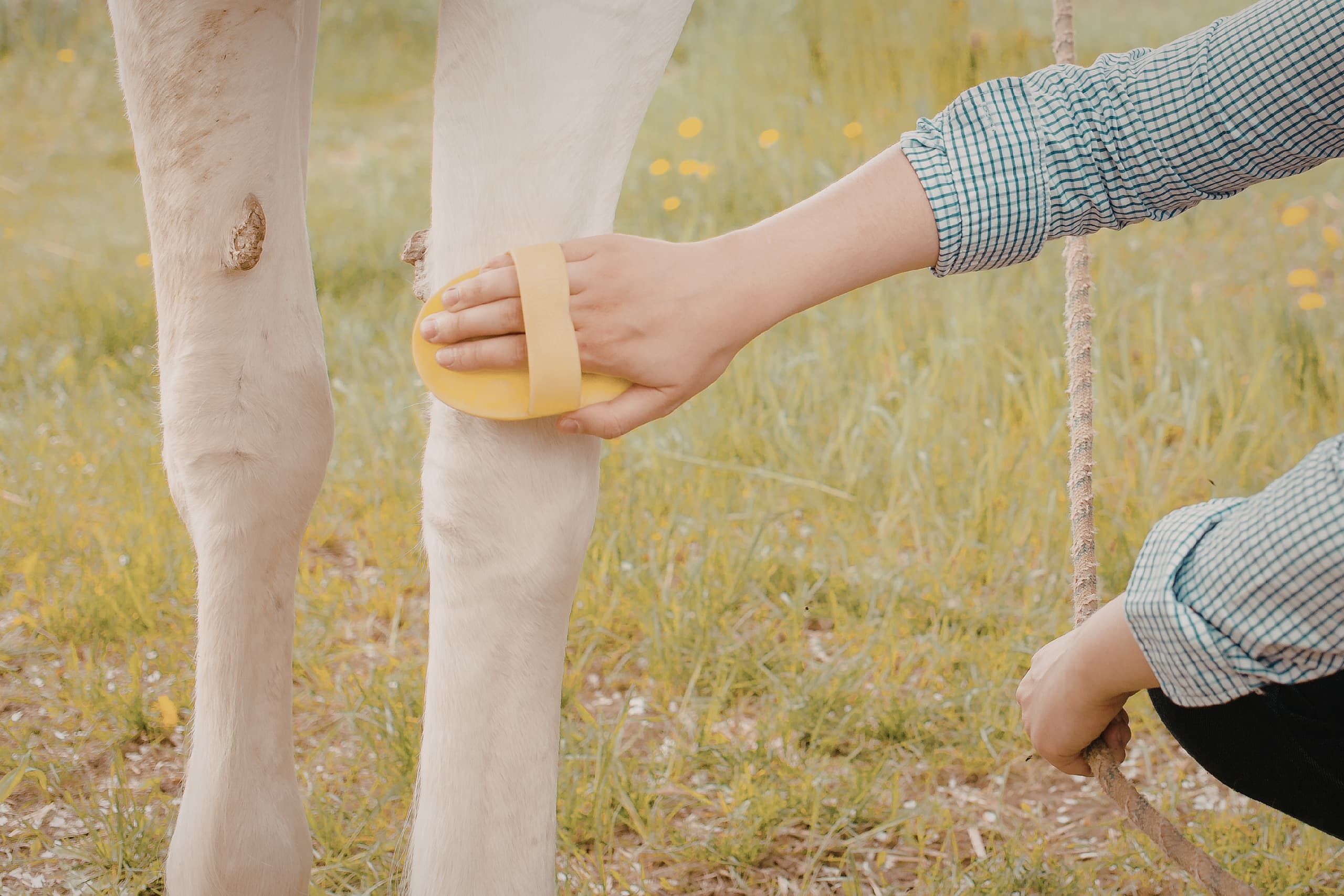 Inflammation in Horses: What It Is and Why It Matters