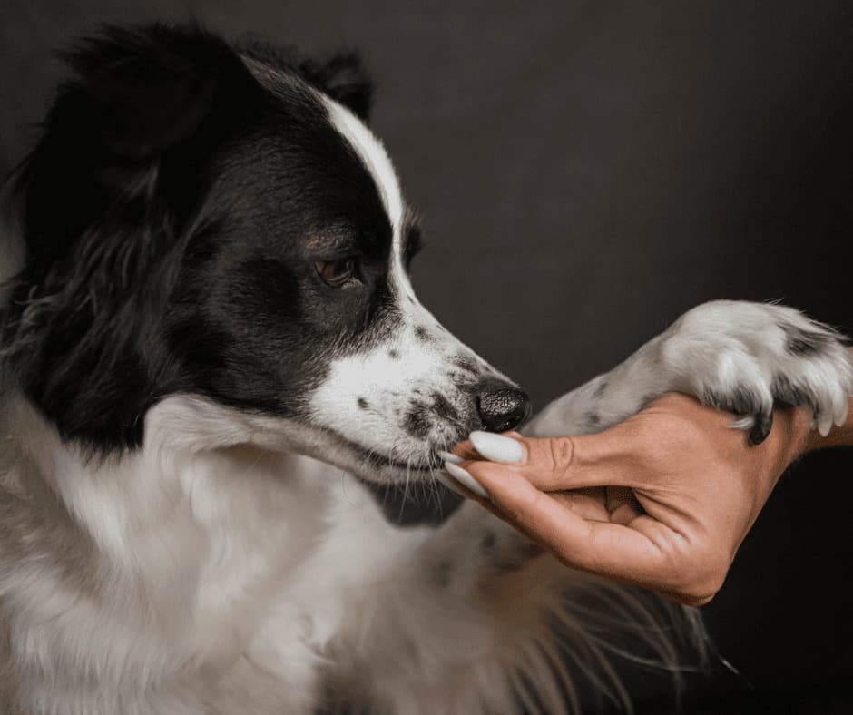 The Subtle Signs Your Dog Needs Calm