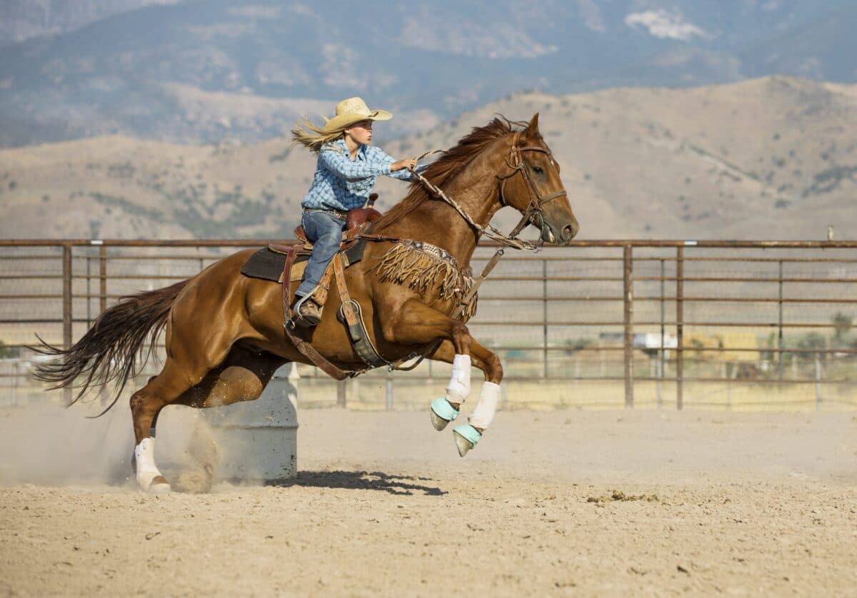Horse Calming Supplements: Why CBD Might Be Your Best Choice