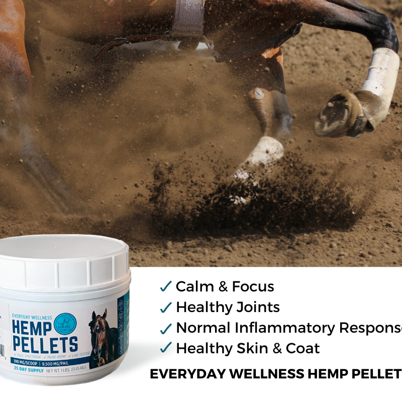 Healing Benefits of our Everyday Wellness Pellets
