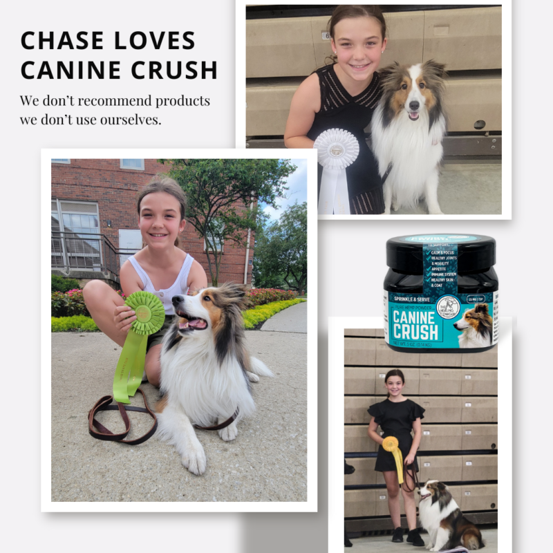 Meet Chase, Jodie's dog, Chase gets Canine Crush twice a day for his wellness routine.