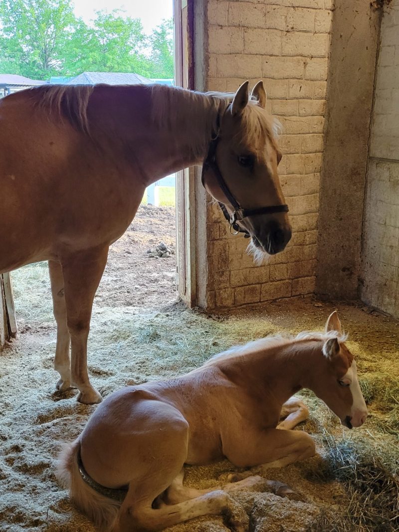 Hemp Bedding is great for foals!