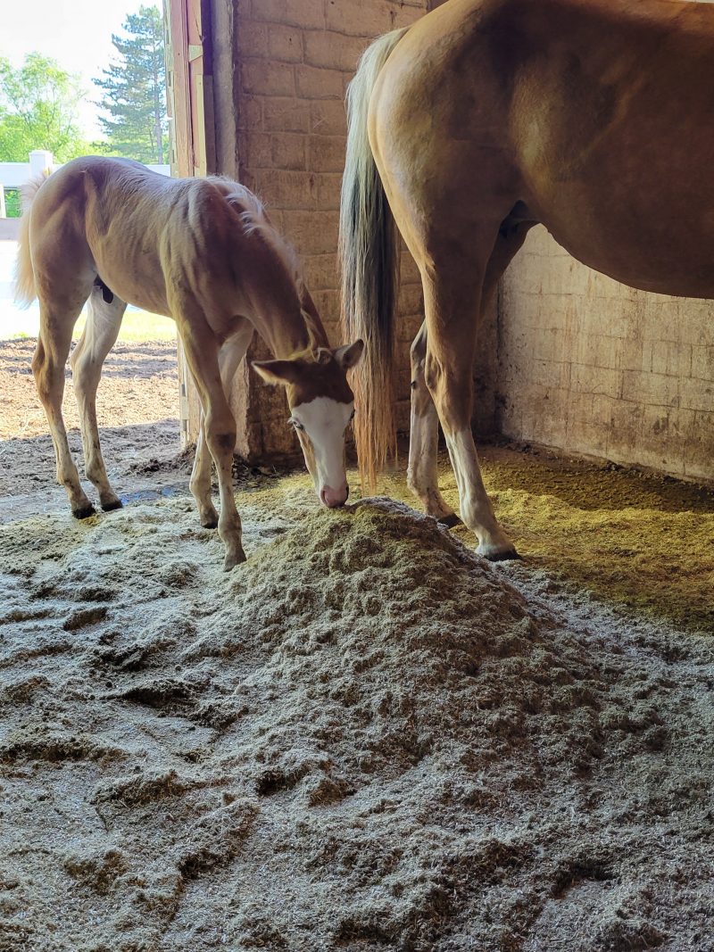 foals IMG2 scaled