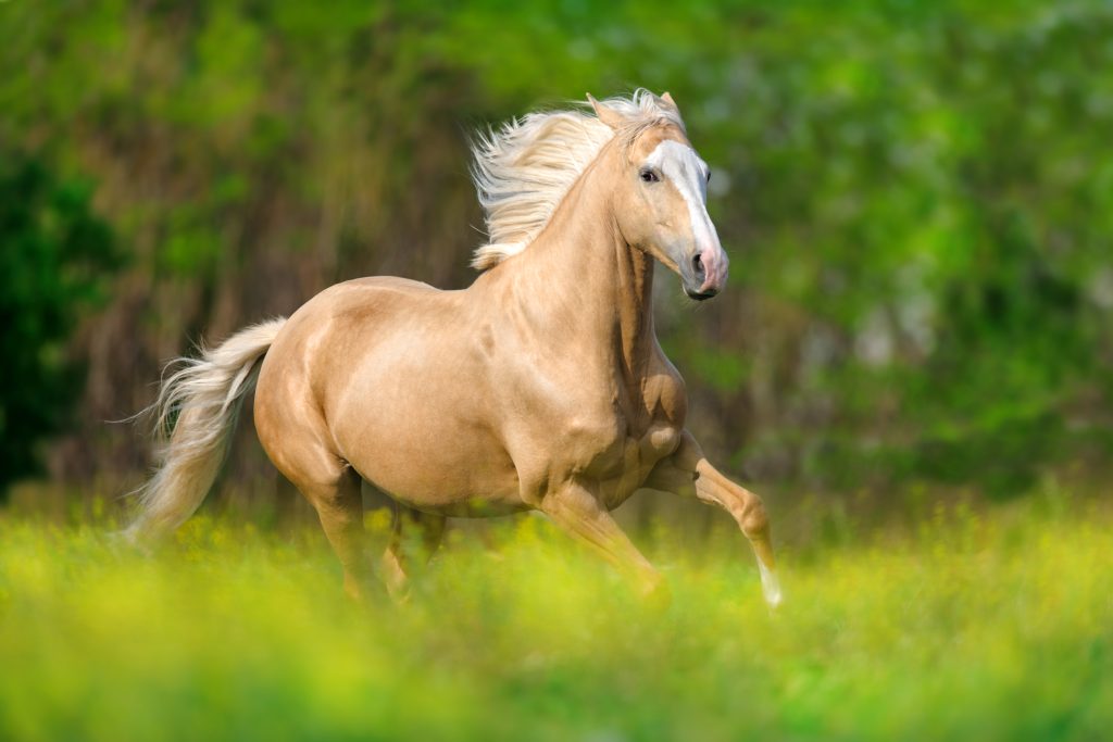 Managing Arthritis in Horse with CBD